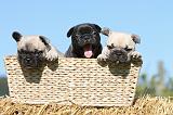 BOULEDOGUE FRANCAIS 482